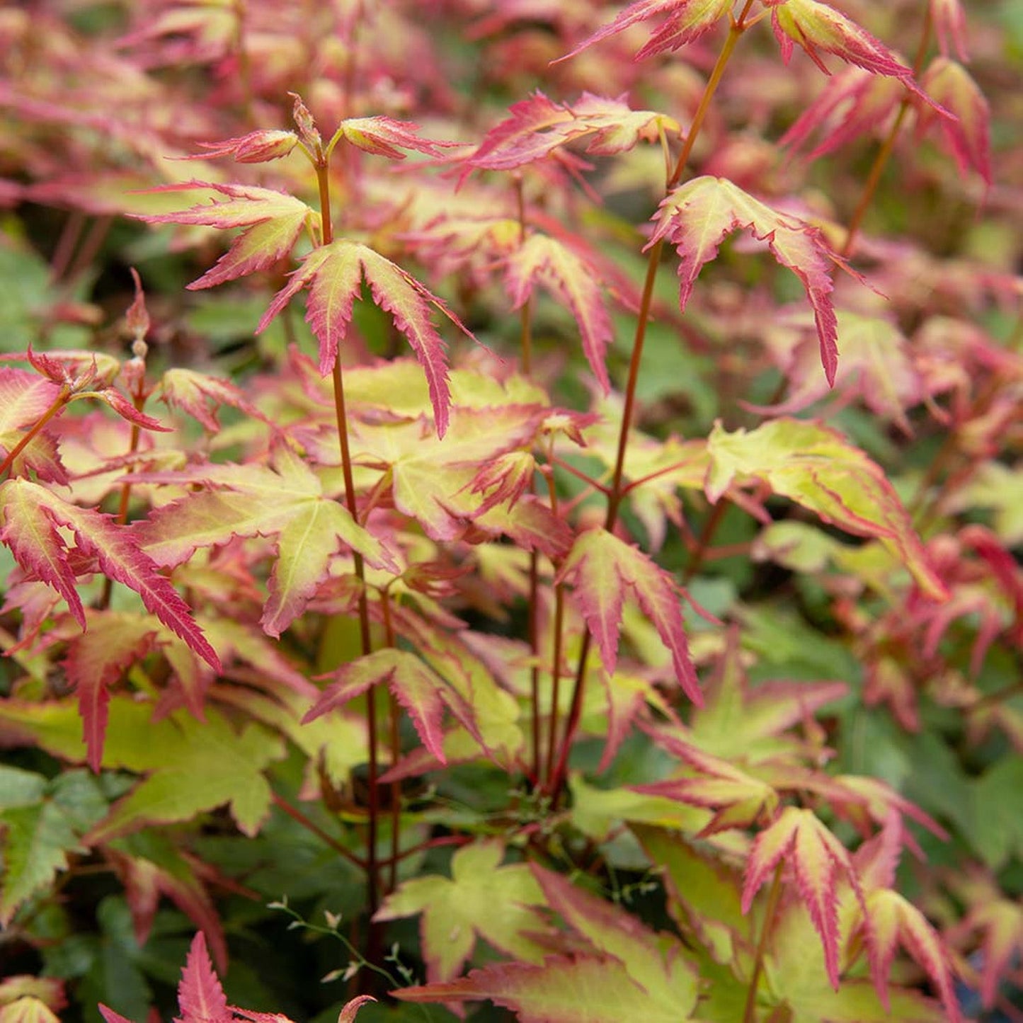 Acer 'Little Princess'