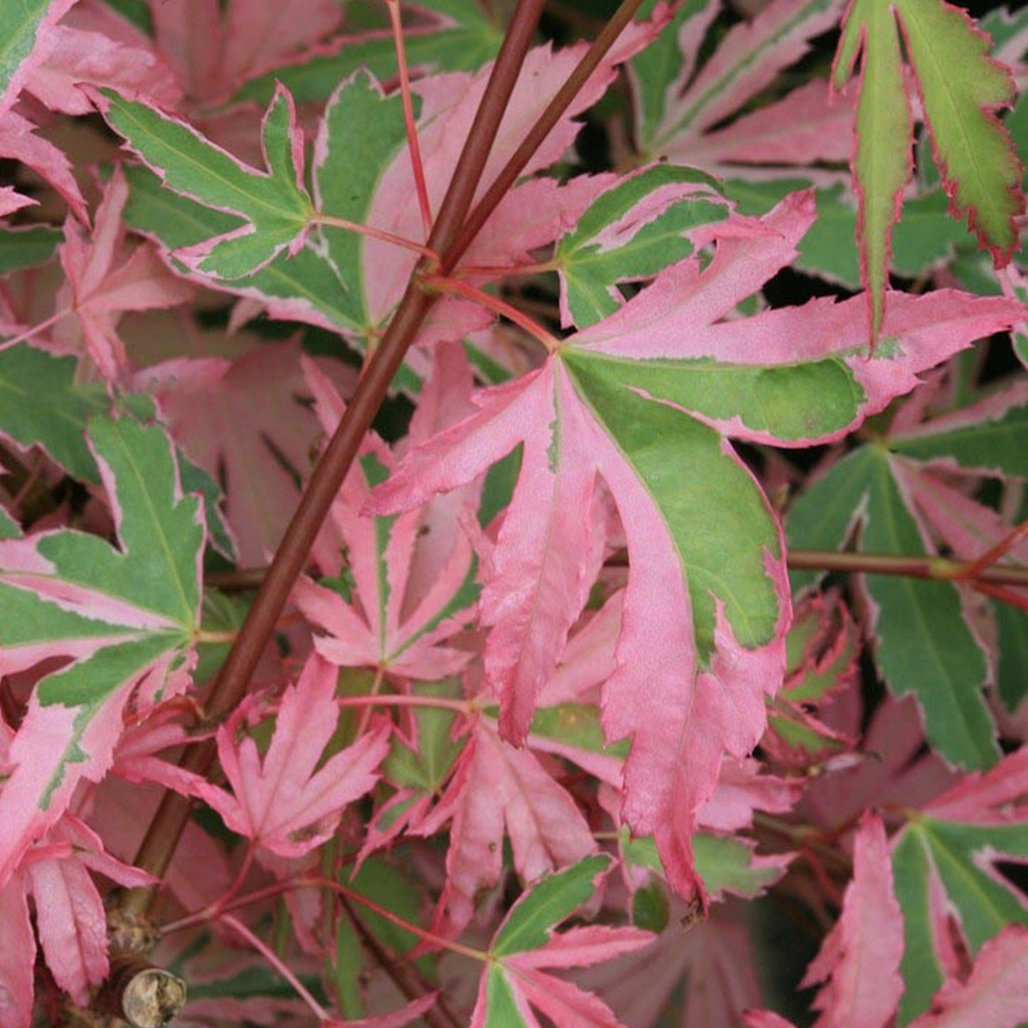 Acer 'Taylor'
