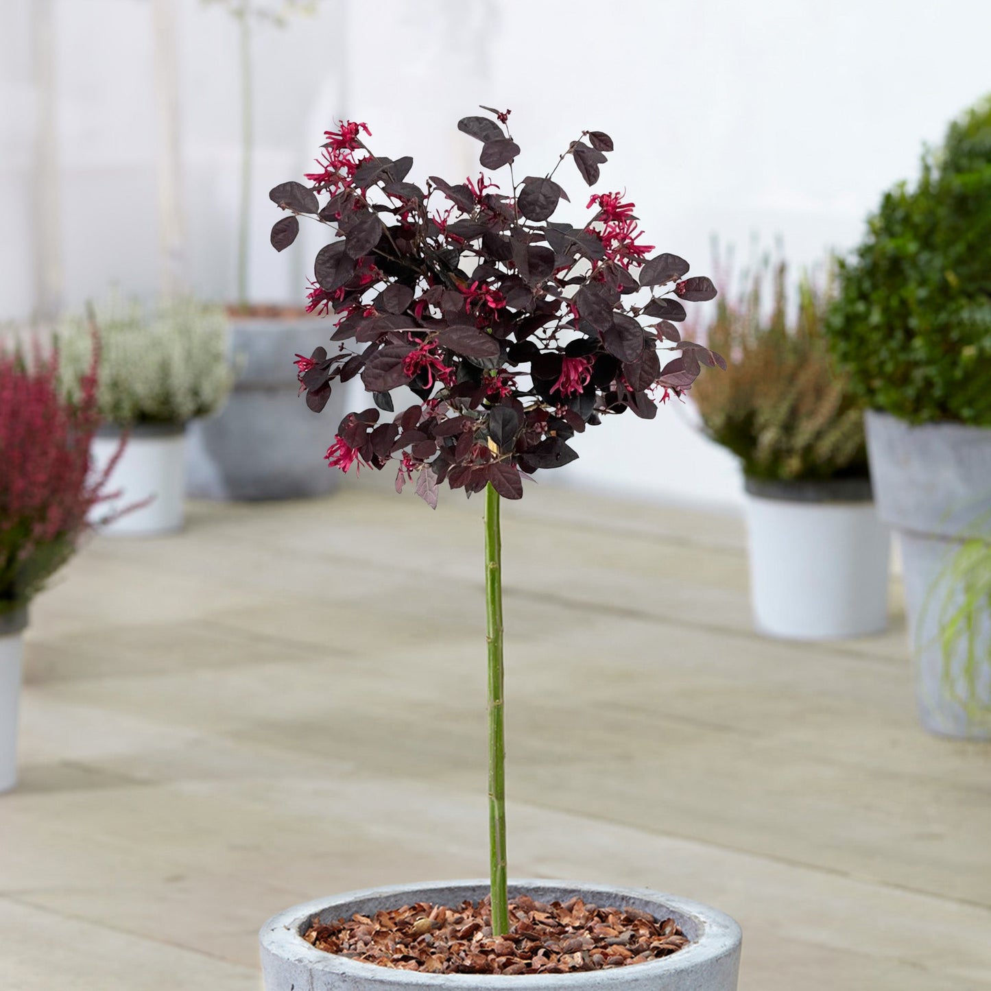 Loropetalum 'Black Pearl' Patio Tree