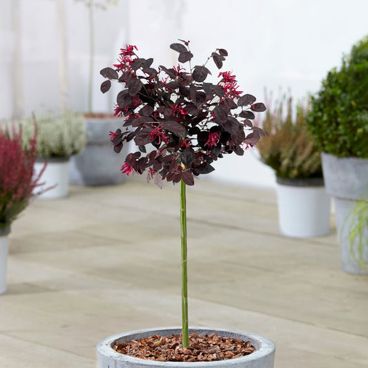 Loropetalum 'Black Pearl' Patio Tree