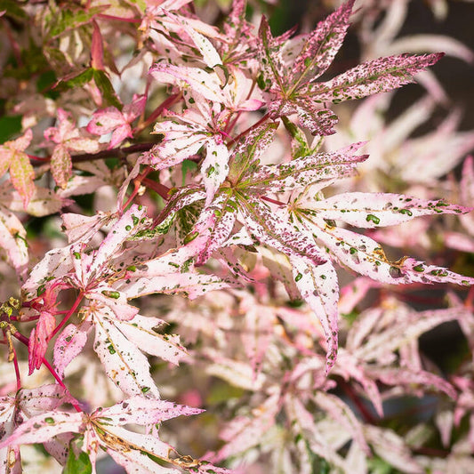 Acer 'Ukigumo'