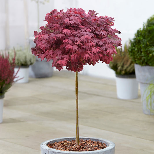 Acer  'Hime-shōjō' Patio Tree