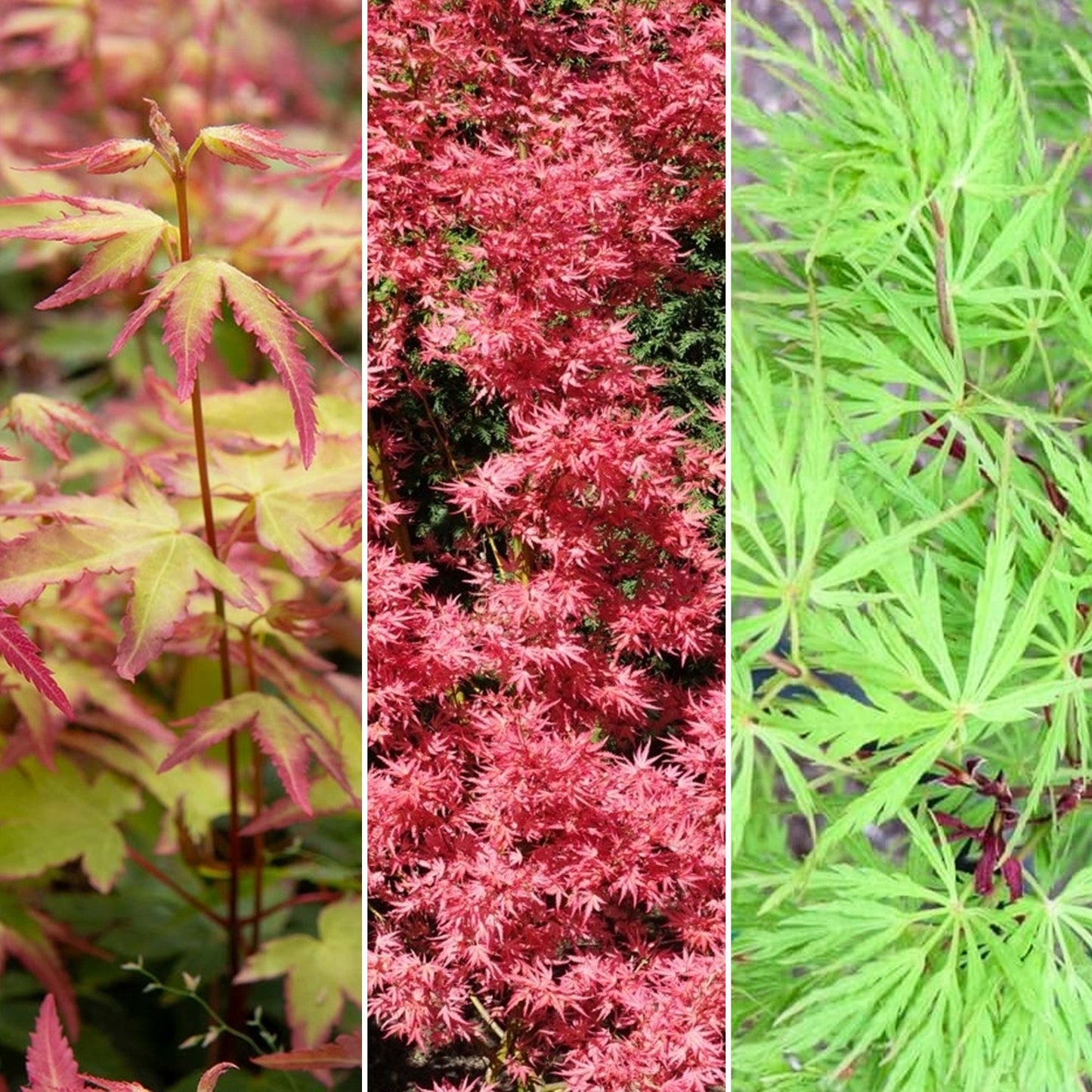 Acer Mix