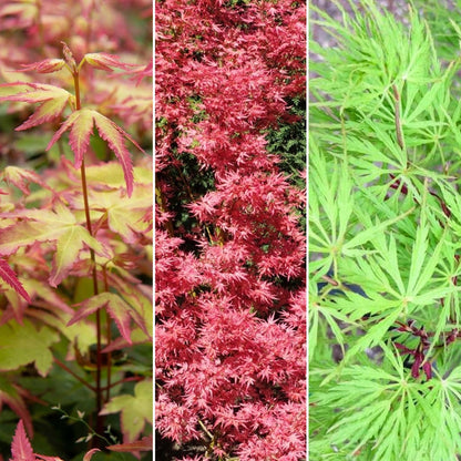 Acer Mix