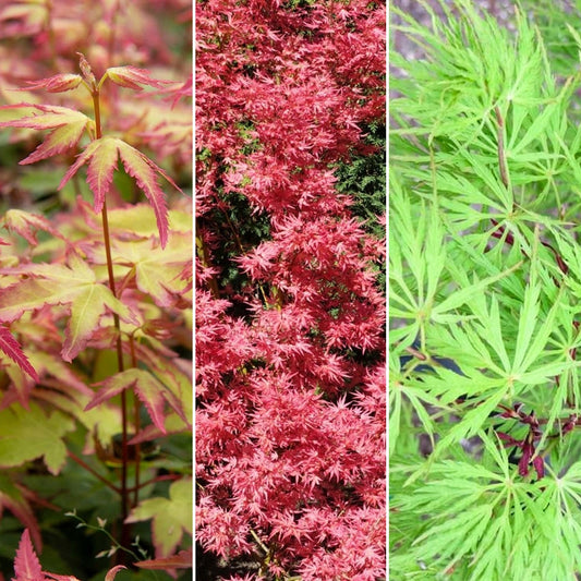Acer Mix