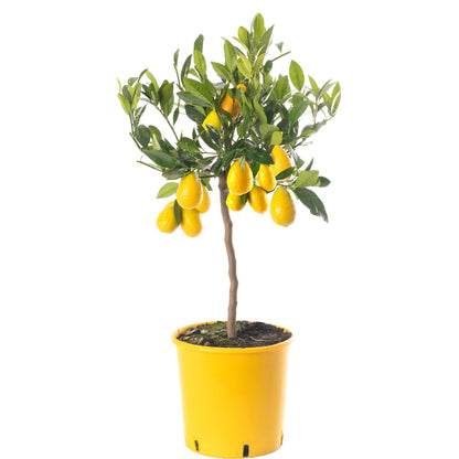 Limequat Tree