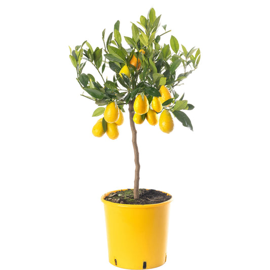 Limequat Tree