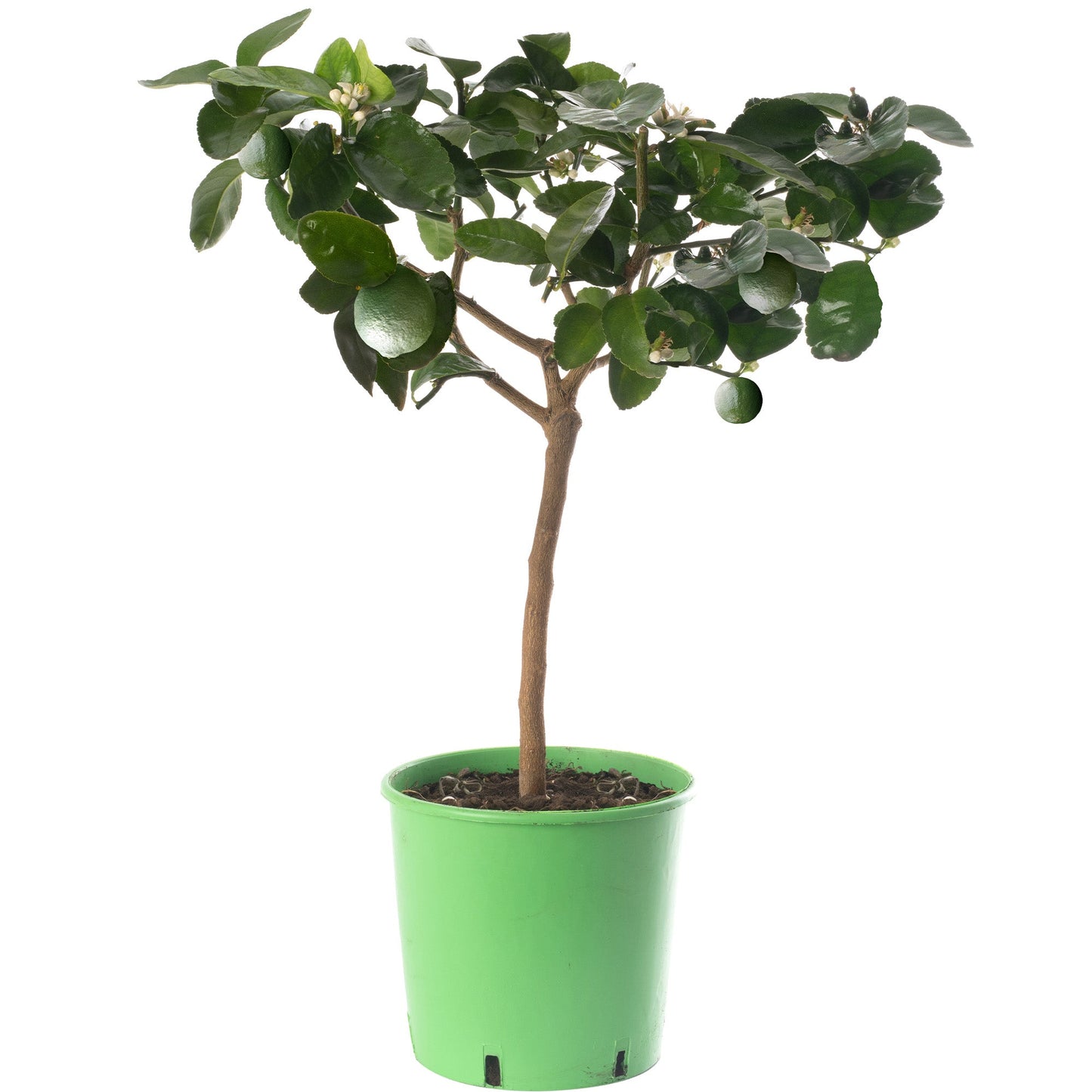 Lime Tree