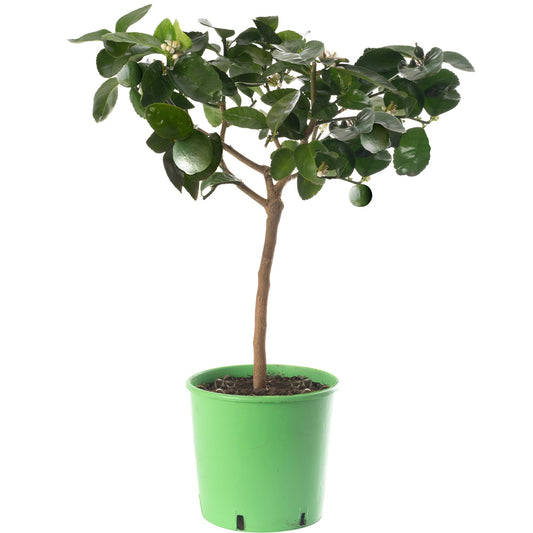 Lime Tree
