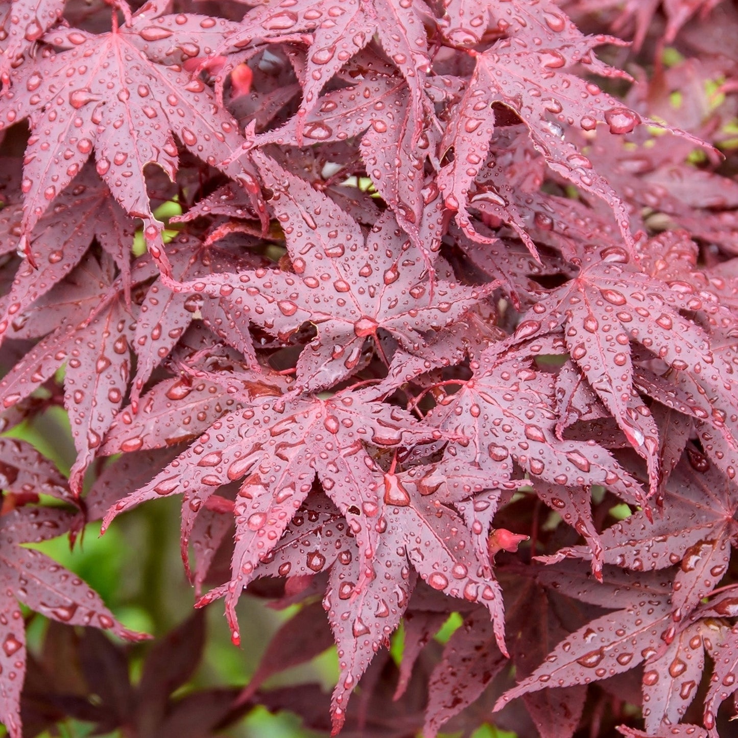 Acer  'Hime-shōjō' Patio Tree