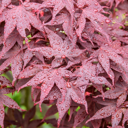 Acer  'Hime-shōjō' Patio Tree