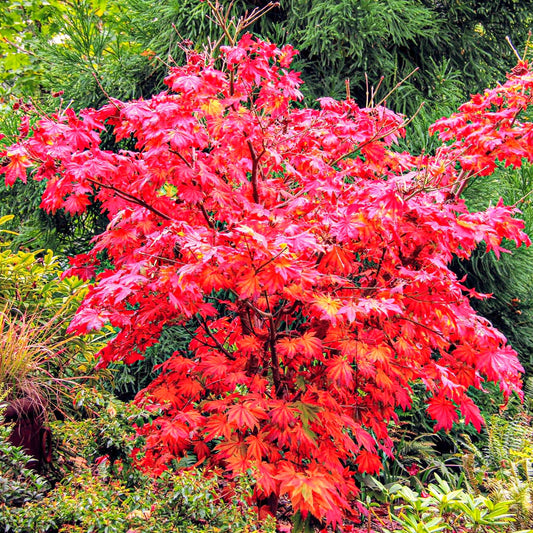 Acer 'Vitifolium'