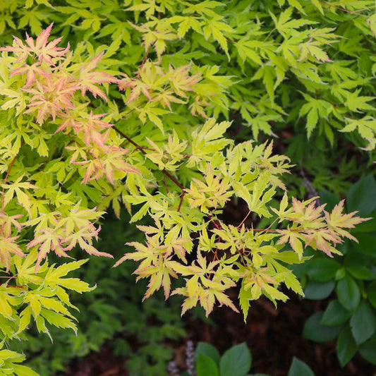 Acer 'Metamorphosa'