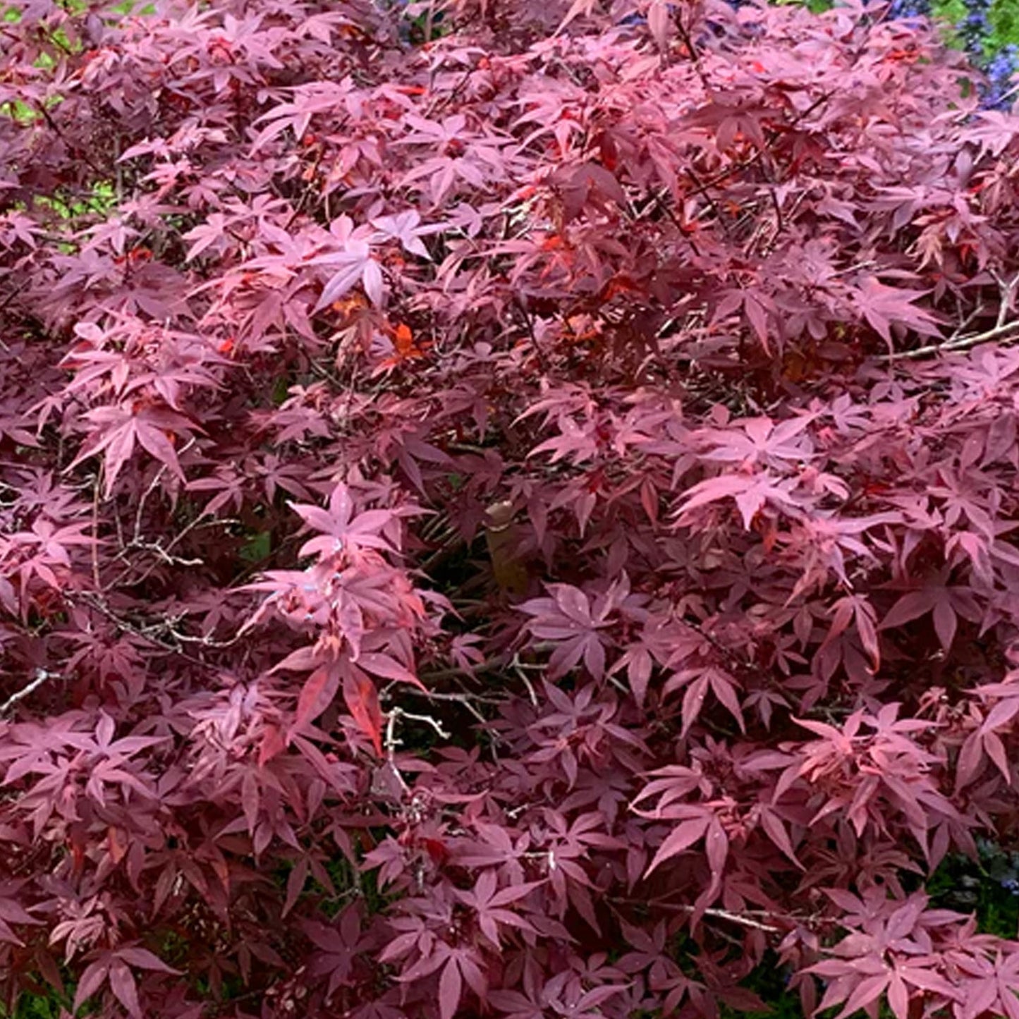 Acer 'Hime-Shojo'