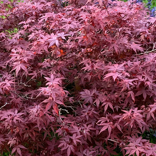 Acer 'Hime-Shojo'