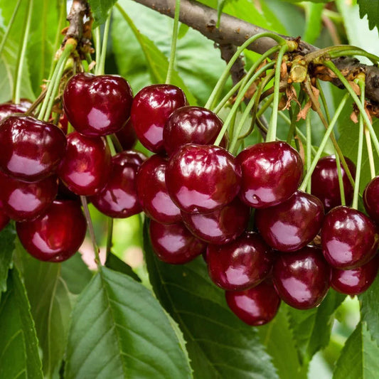 Cherry Duo