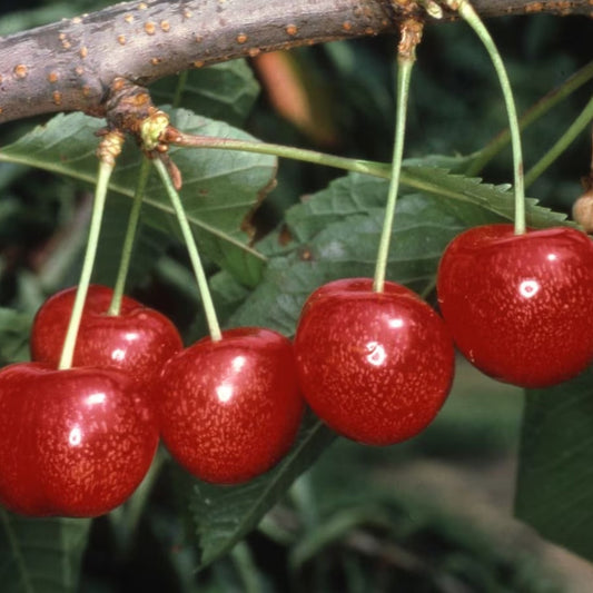 Cherry 'Morello'
