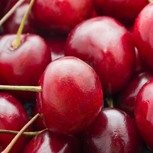 Cherry 'Stella'
