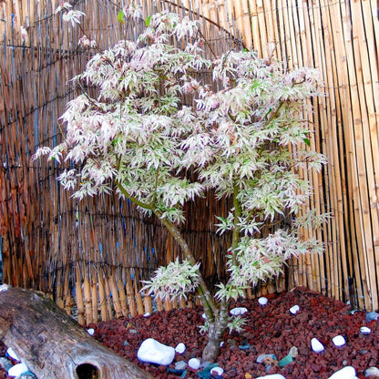 Acer 'Ukigumo'
