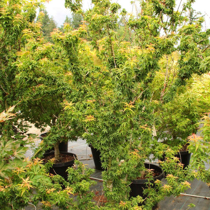 Acer 'Koto Hime'