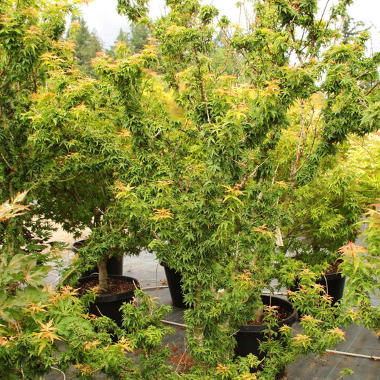 Acer 'Koto Hime'