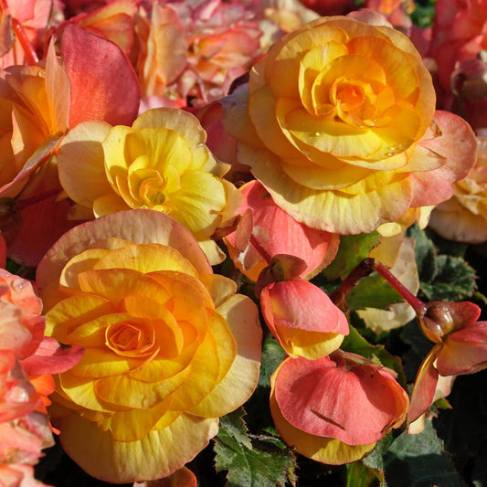 Begonia On Top Sunset Shades