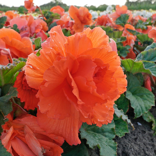 Begonia Ruffled Salmon