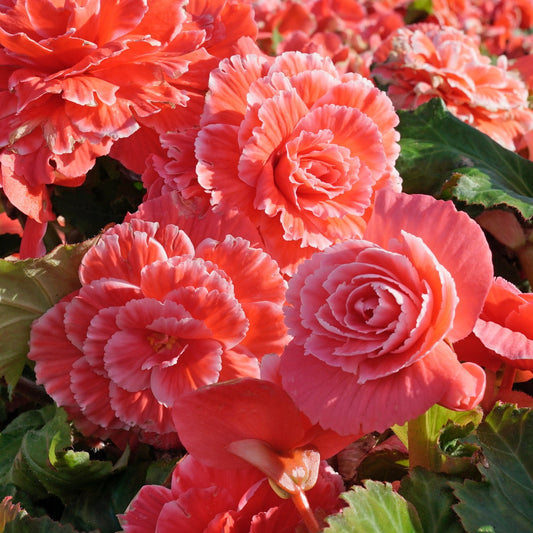 Begonia Lace Picotee Pink
