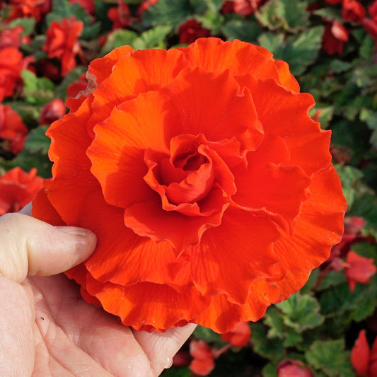 Begonia Ruffled Red
