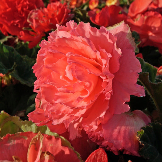Begonia Ruffled Pink