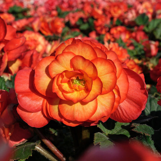 Begonia On Top Sunglow