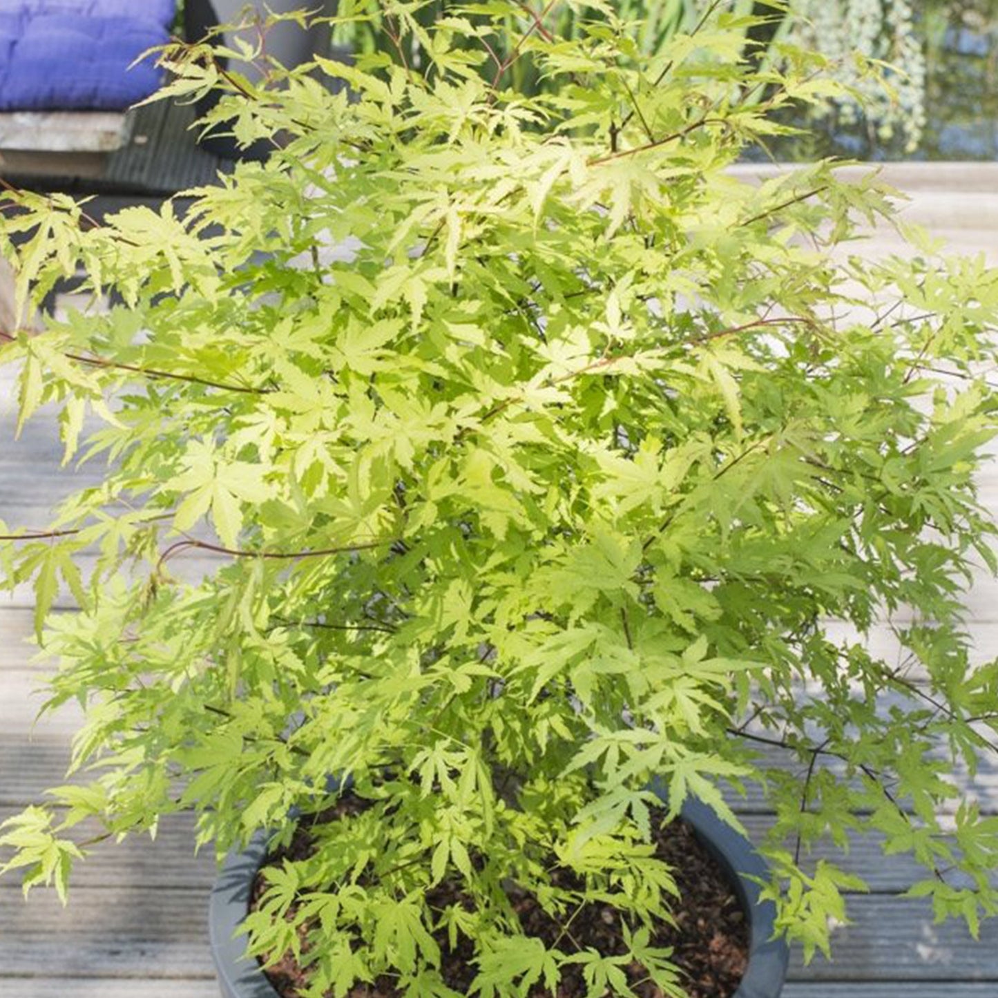Acer 'Anne Irene'