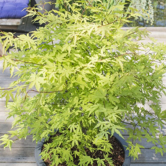 Acer 'Anne Irene'