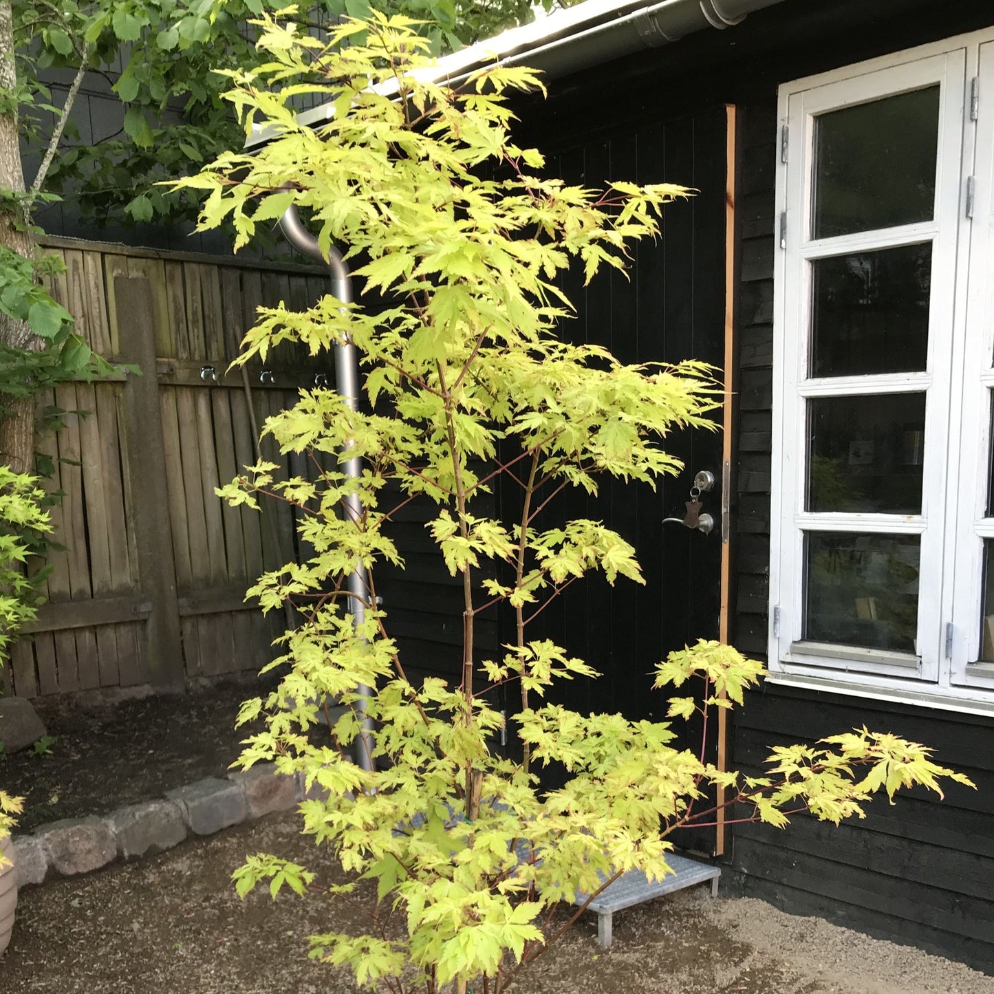 Acer 'Anne Irene'