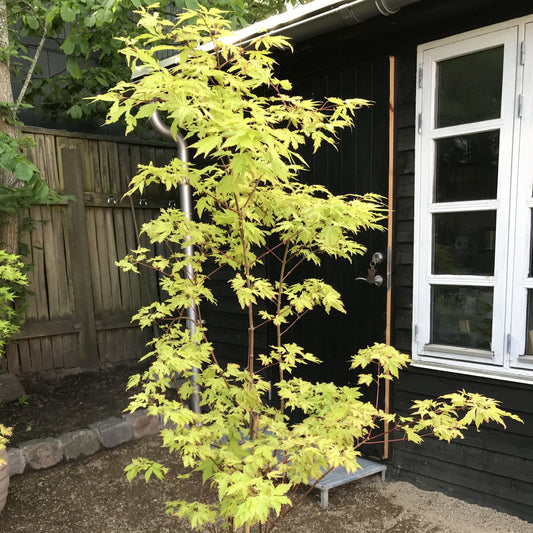 Acer 'Anne Irene'