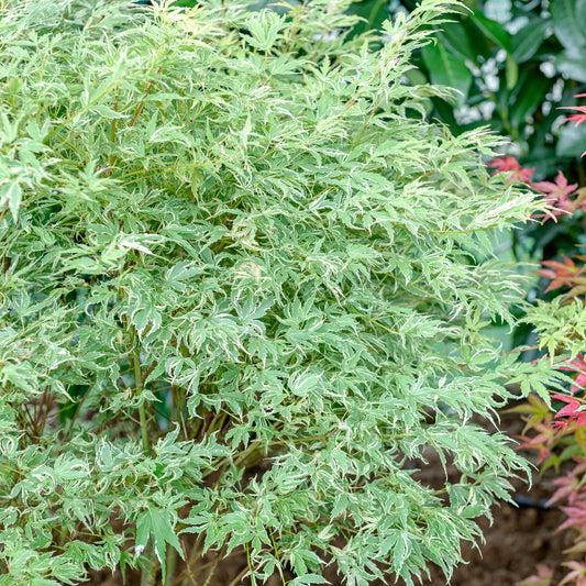 Acer 'Butterfly'