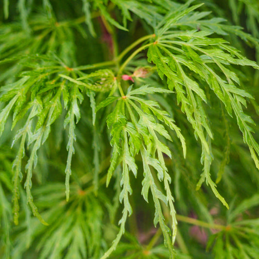 Acer 'Dissectum' Patio Tree