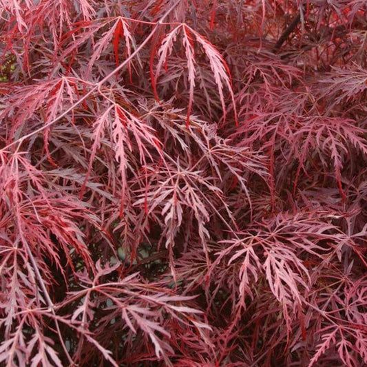 Acer 'Inaba-shidare' Patio Tree