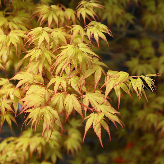Acer 'Katsura'