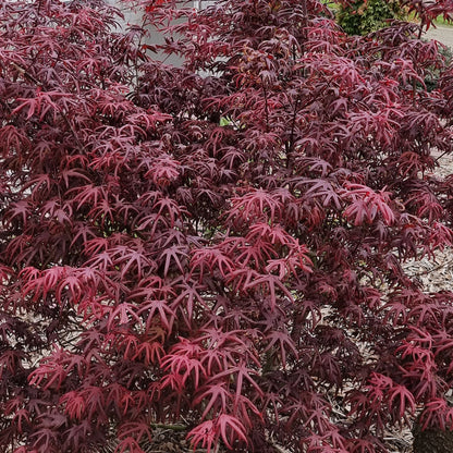 Acer 'Starfish'