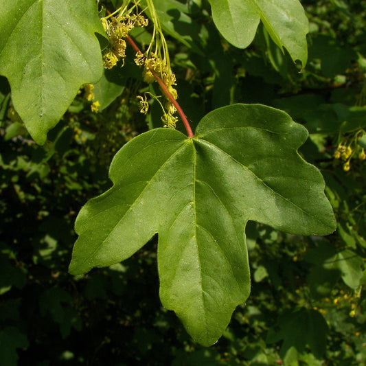 Acer campestre