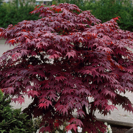 Acer 'Bloodgood'