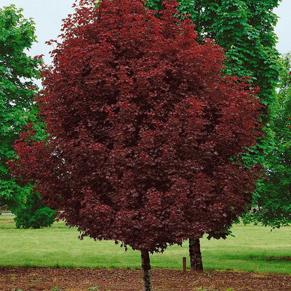 Acer 'Crimson Sentry'