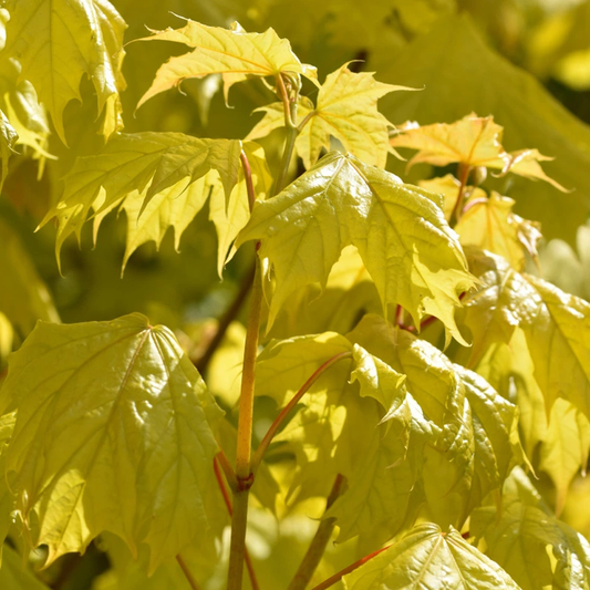 Acer 'Princeton Gold'
