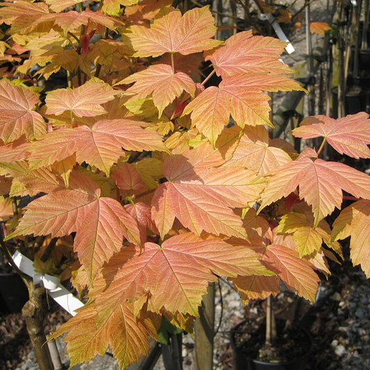 Acer 'Brilliantissimum'