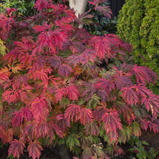 Acer 'Aconitifolium'