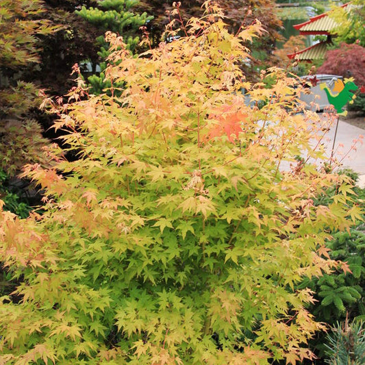 Acer 'Bi Hō'