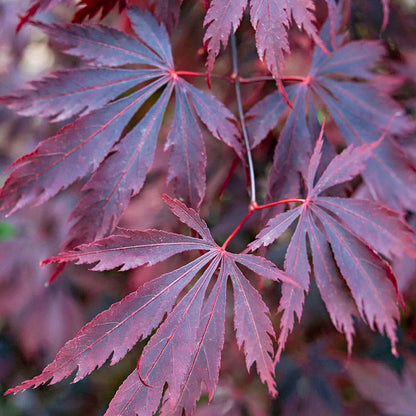 Acer 'Black Lace'