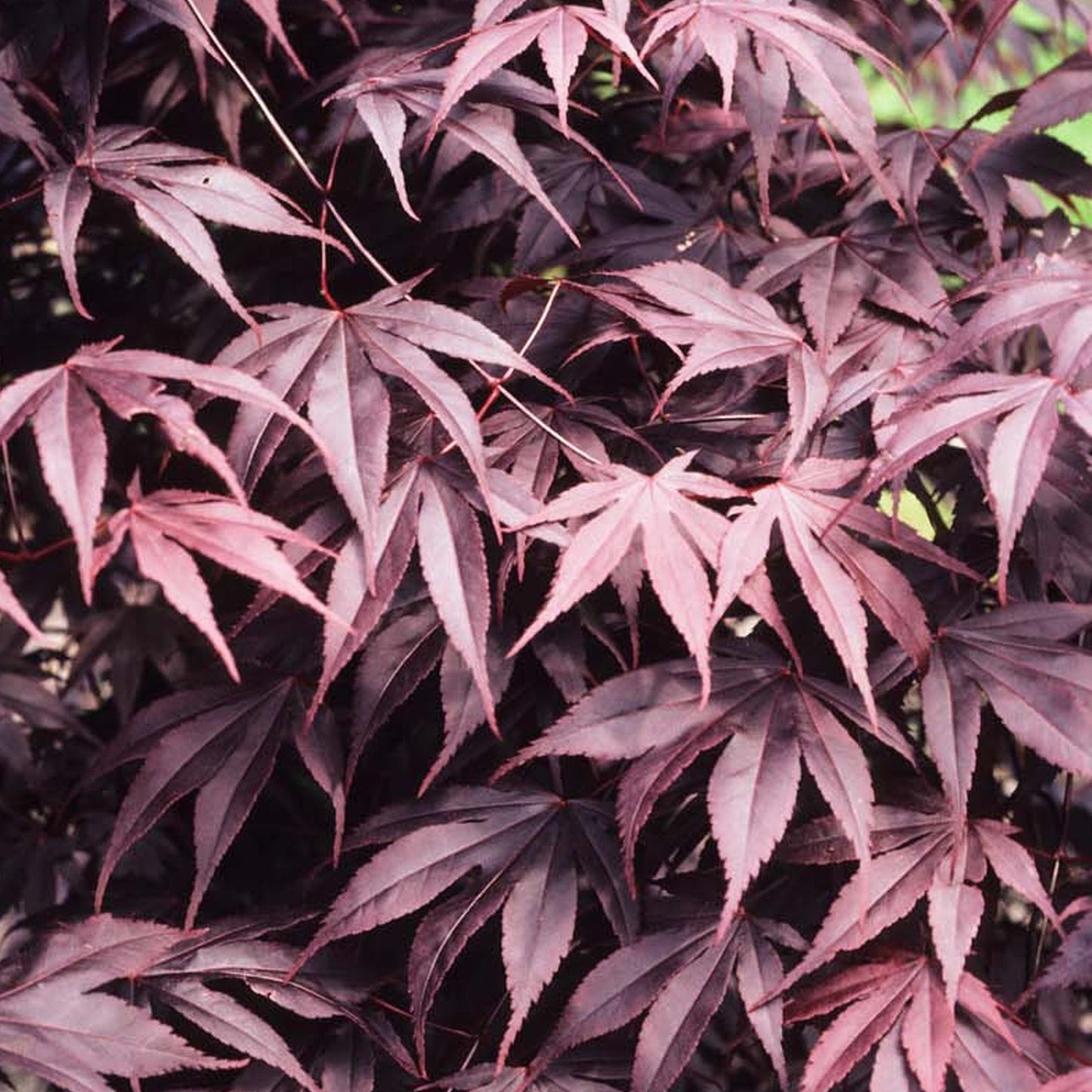 Acer 'Black Lace'