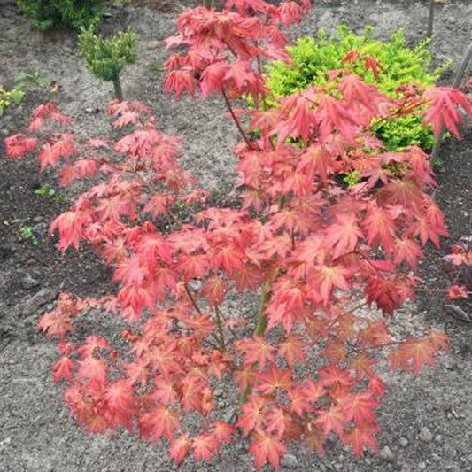 Acer 'Brown Sugar'